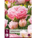 Jub Holland Tulip Dreamer - A Special Light Pink Peony Tulip With a Richly Filled Flower!