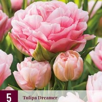 Tulip - Tulipa Dreamer - 5 Bulbs
