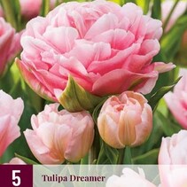 Tulpe - Tulipa Dreamer - 5 Blumenzwiebeln