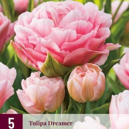 Jub Holland Tulp Dreamer - Een Bijzondere Licht Roze Pioentulp Met een Rijkgevulde Bloem!
