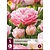 Jub Holland Tulpe - Tulipa Dreamer - 5 Blumenzwiebeln