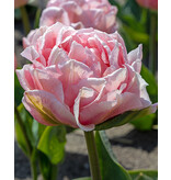 Jub Holland Tulp Dreamer - Een Bijzondere Licht Roze Pioentulp Met een Rijkgevulde Bloem!