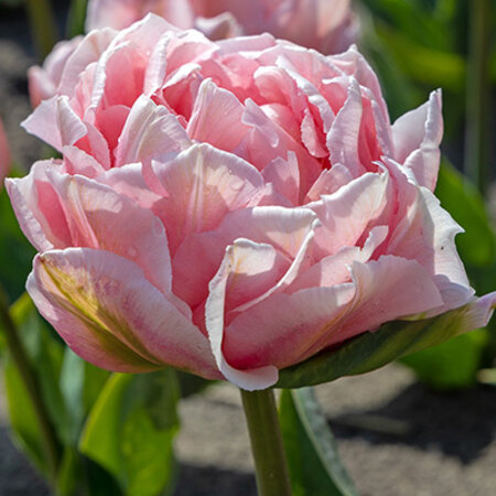 Jub Holland Tulip Dreamer - A Special Light Pink Peony Tulip With a Richly Filled Flower!