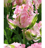 Jub Holland Tulp Green Wave - Groen / Roze Elegante Parkiettulp - Een Sierraad Voor Iedere Tuin!