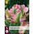 Jub Holland Tulp - Tulipa Green Wave - 5 Bollen