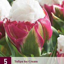 Tulip - Tulipa Ice Cream - 5 Bulbs