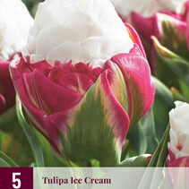 Tulp - Tulipa Ice Cream - 5 Bollen