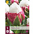 Jub Holland Tulp - Tulipa Ice Cream - 5 Bollen