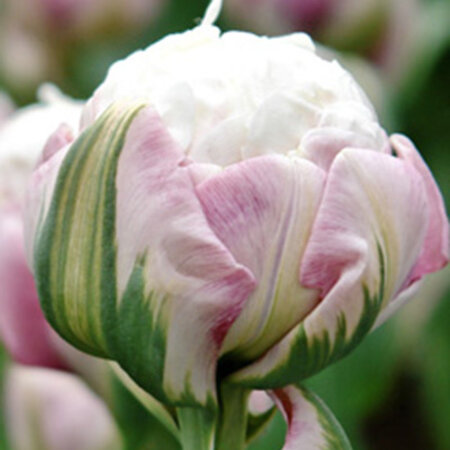 Jub Holland Tulp Ice Cream Is een Bijzondere Betoverende Tulp, Lijkt Roze Maar Dan...