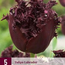 Tulp - Tulipa Labrador - 7 Bollen