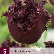 Tulp - Tulipa Labrador - 7 Bollen
