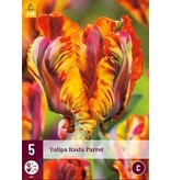 Jub Holland Tulp Rasta Parrot, Een Rood / Gele Parkiet Tulp - Spektakel Voor Iedere Tuin!