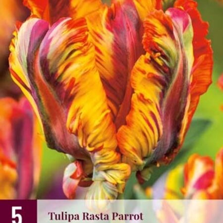 Jub Holland Tulp Rasta Parrot, Een Rood / Gele Parkiet Tulp - Spektakel Voor Iedere Tuin!