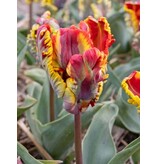 Jub Holland Tulp Rasta Parrot, Een Rood / Gele Parkiet Tulp - Spektakel Voor Iedere Tuin!