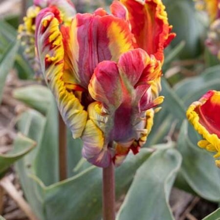 Jub Holland Tulp Rasta Parrot, Een Rood / Gele Parkiet Tulp - Spektakel Voor Iedere Tuin!