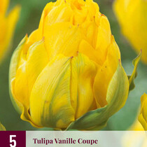 Tulpe - Tulipa Vanilla Coupe - 5 Blumenzwiebeln