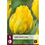 Jub Holland Tulpe - Tulipa Vanilla Coupe - 5 Blumenzwiebeln