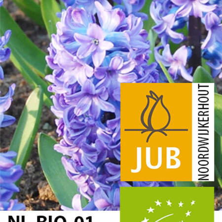 Jub Holland Hyacinth Delf Blue - Organic Flower Bulbs Responsibly Grown!