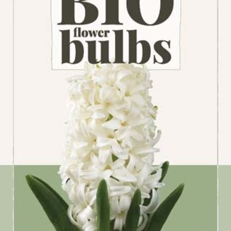 Jub Holland Hyacinth White Pearl are Organic Cultivated Flower Bulbs of High Quality!