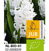 Jub Holland Hyacint White Pearl zijn Biologisch Geteelde Bloembollen Van Hoge Kwaliteit!