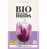 Jub Holland Tulp Flaming Flag - Paars Wit Gevlamde Tulpen - Biologisch Geteelde Bloembollen