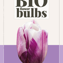 Tulp - Tulipa Flaming Flag - 7 Bollen