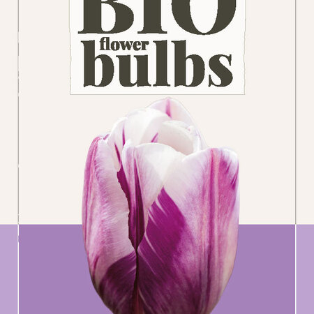 Jub Holland Tulip Flaming Flag - Purple White Flamed Tulips - Organic Cultivated Flower Bulbs