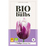 Jub Holland Tulip Flaming Flag - Purple White Flamed Tulips - Organic Cultivated Flower Bulbs