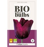 Jub Holland Tulp Ronaldo, De Biologische Donkerrode Fraaie Tulp Voor Je Tuin