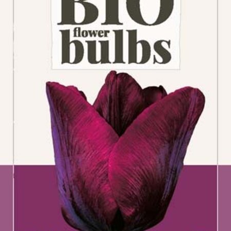 Jub Holland Tulip Ronaldo, The Organic Dark Red Beautiful Tulip For Your Garden