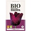 Jub Holland Tulip Ronaldo, The Organic Dark Red Beautiful Tulip For Your Garden