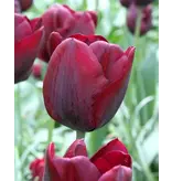 Jub Holland Tulip Ronaldo, The Organic Dark Red Beautiful Tulip For Your Garden