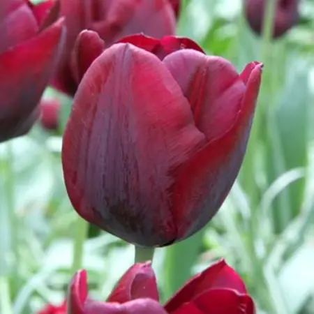 Jub Holland Tulpe Ronaldo, die organische dunkelrote schöne Tulpe für Ihren Garten