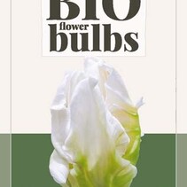Tulp - Tulipa White Rebel - 5 Bollen