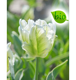 Jub Holland Tulip White Rebel, eine organische schöne weiße sittichartige Tulpe