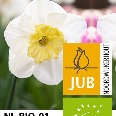 Jub Holland Narcis Papillon Blanc, Deze Biologische Narcissen Zijn Benoemd Naar een Vlinder.