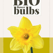 Narcis - Narcissus Rijnvelds Early Sensation - Nieuw - 5 Bollen