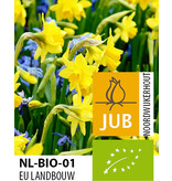 Jub Holland Narzissen Tête à Tête, die beliebtesten niedrigen gelben Narzissen