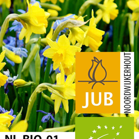 Jub Holland Narzissen Tête à Tête, die beliebtesten niedrigen gelben Narzissen