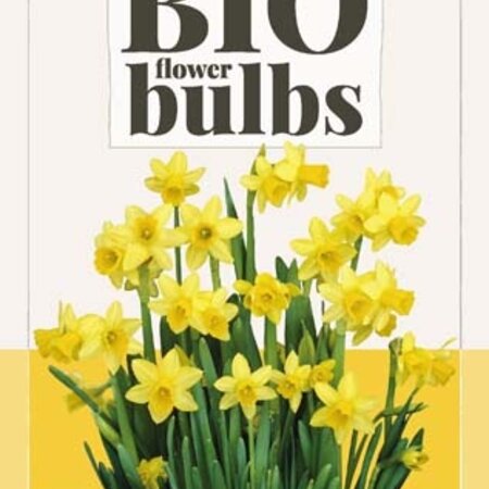 Jub Holland Narzissen Tête à Tête, die beliebtesten niedrigen gelben Narzissen