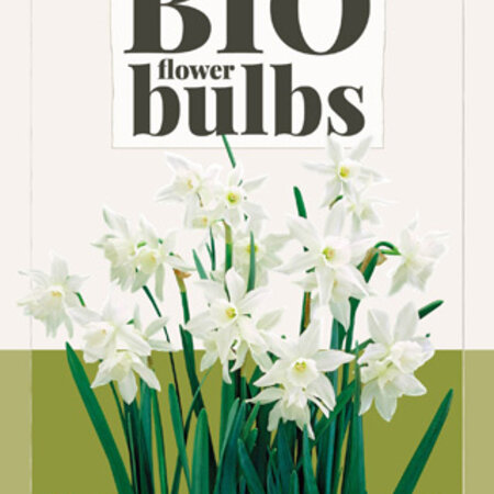 Jub Holland Narcis Triandrus Thalia, Een Laat Bloeiende Narcis Met Zuiverwitte Bloemen