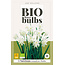 Jub Holland Narcis Triandrus Thalia, Een Laat Bloeiende Narcis Met Zuiverwitte Bloemen