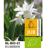 Jub Holland Narcis Triandrus Thalia, Een Laat Bloeiende Narcis Met Zuiverwitte Bloemen