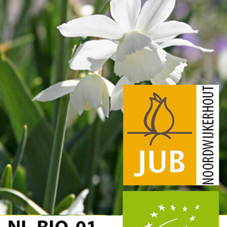 Jub Holland Narcis Triandrus Thalia, Een Laat Bloeiende Narcis Met Zuiverwitte Bloemen