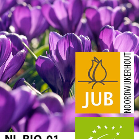 Jub Holland Krokus Blume Rekord, Bio lila früh blühende Krokusse