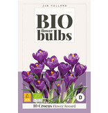 Jub Holland Crocus Flower Record, Organic Purple Early-Flowering Crocuses