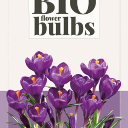 Jub Holland Crocus Flower Record, Biologische Paarse Vroegbloeiende Krokussen