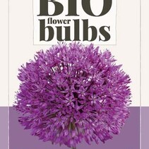 Allium Purple Sensation - 5 Blumenzwiebeln