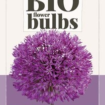 Allium Purple Sensation - 5 Bollen