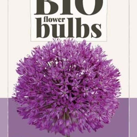 Jub Holland Allium Purple Sensation - Organic ornamental onions with deep purple coloured flowers